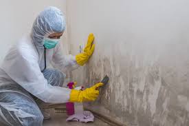 Why You Should Choose Our Mold Remediation Services in Belle Haven, VA